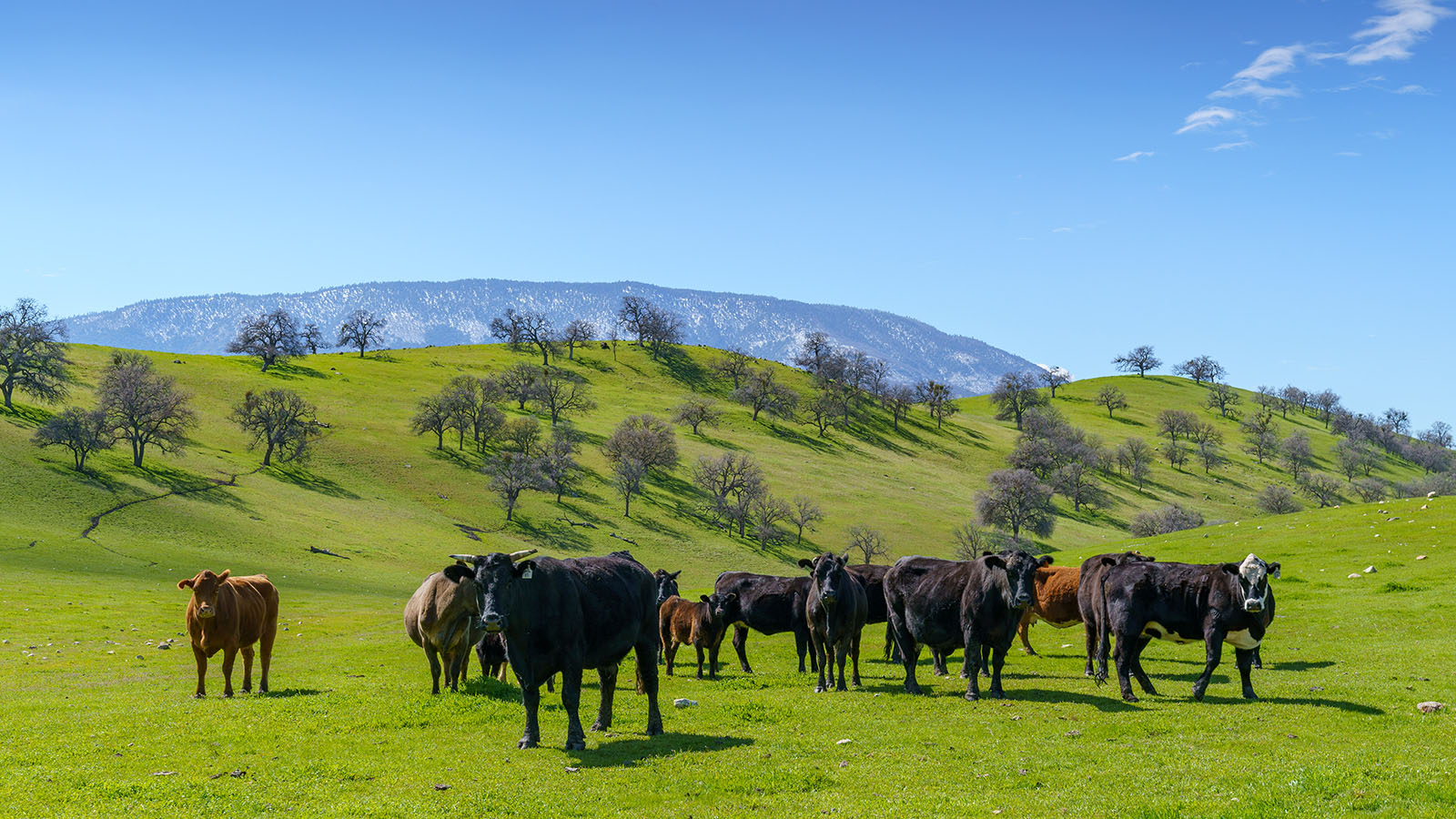 Beard Family Ranch